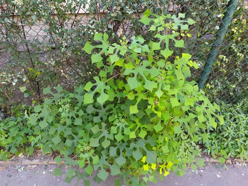 Broussonetia papyrifera