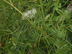 Tanacetum corymbosum