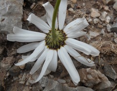 Tanacetum corymbosum