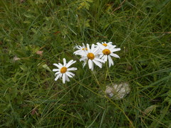 Tanacetum corymbosum