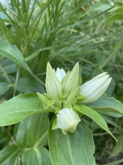 Gentiana alba