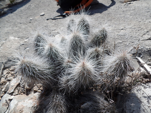 Echinocereus longisetus