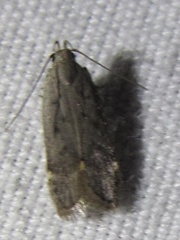 Anacampsis rhoifructella