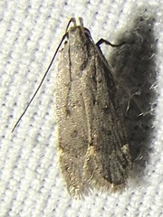 Anacampsis rhoifructella