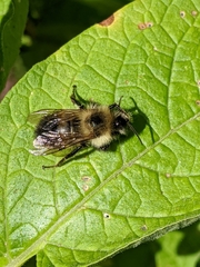Bombus vagans
