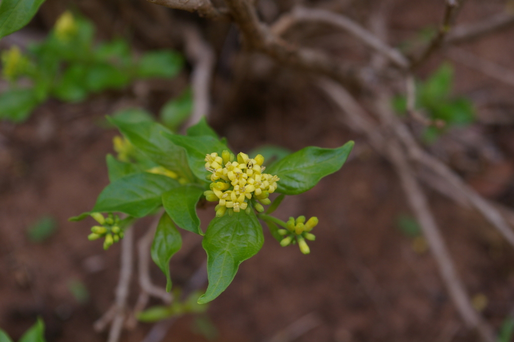 Eumachia