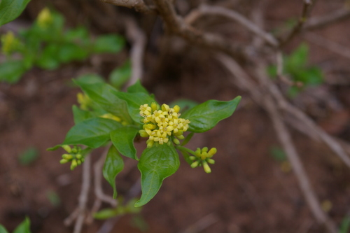 false-birdberry (Eumachia abrupta)