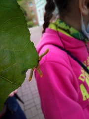 Pristiphora conjugata