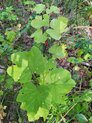 Ribes spicatum hispidulum