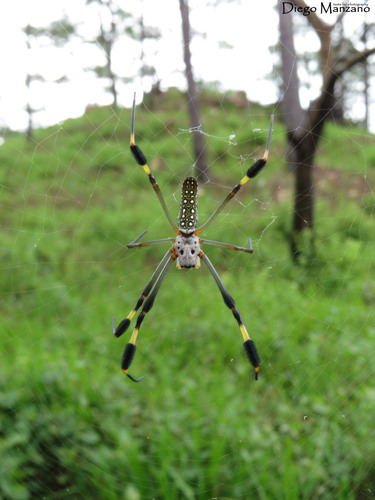 Golden silk orb-weaver (Trichonephila clavipes)