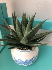 × Gasteraloe