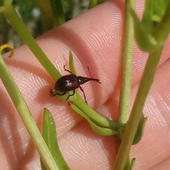 Haplorhynchites aeneus