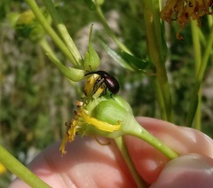 Haplorhynchites aeneus