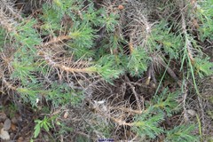 Astragalus granatensis