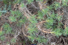 Astragalus granatensis