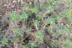 Astragalus granatensis