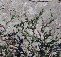Petrosimonia oppositifolia