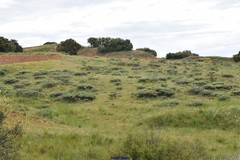 Astragalus granatensis