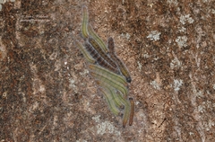 Mylothris