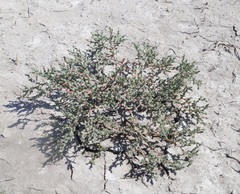 Petrosimonia oppositifolia