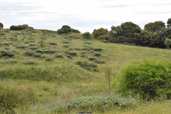 Astragalus granatensis
