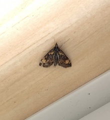 Pyrausta orphisalis
