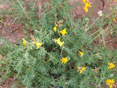 Adenocarpus complicatus