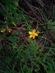 Hypericum perforatum