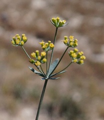 Bupleurum brachiatum