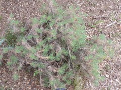 Astragalus granatensis