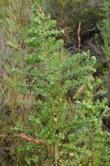Cliffortia reniformis