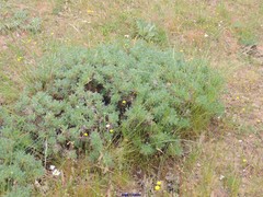 Astragalus granatensis