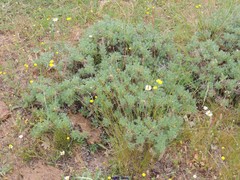 Astragalus granatensis