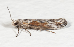 Gnorimoschema septentrionella