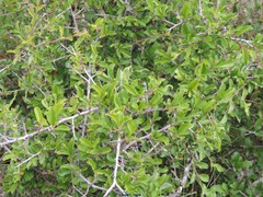 Rhamnus saxatilis