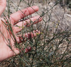 Bupleurum brachiatum