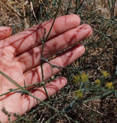 Bupleurum brachiatum