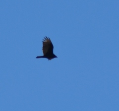Cathartes aura septentrionalis
