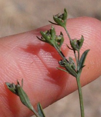 Bupleurum brachiatum