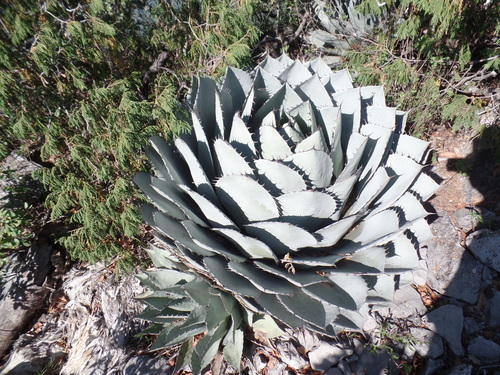 Agave parrasana