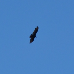 Cathartes aura septentrionalis