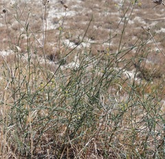 Bupleurum brachiatum