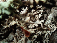 Didymocyrtis pseudeverniae