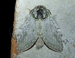 Desmeocraera basalis