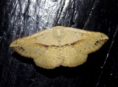 Maxera marchalii