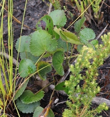 Centella eriantha