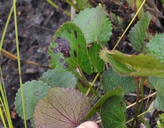 Centella eriantha