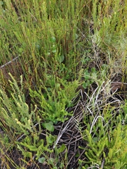 Centella eriantha