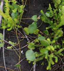 Centella eriantha