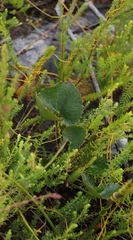 Centella eriantha
